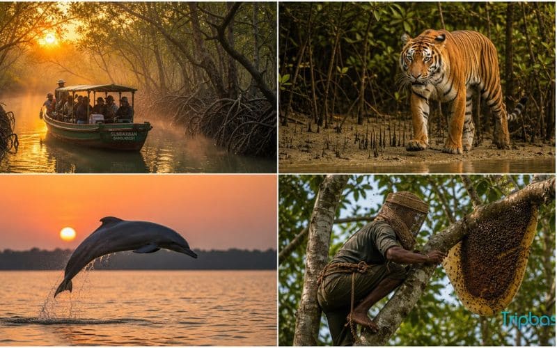 Forests & Nature Bangladesh