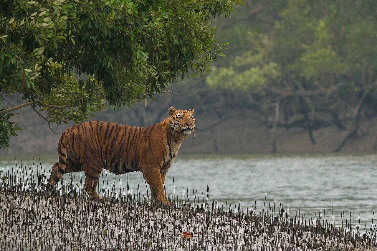 Sundarbans Mangrove Forest
